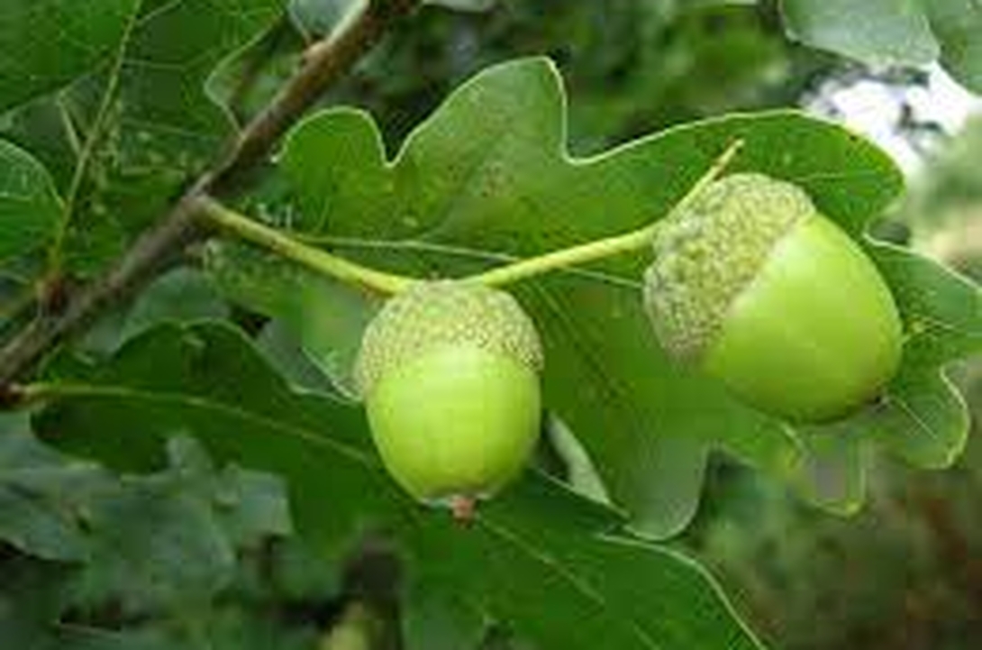 Château des Arcis - Rive des oiseaux - Chêne