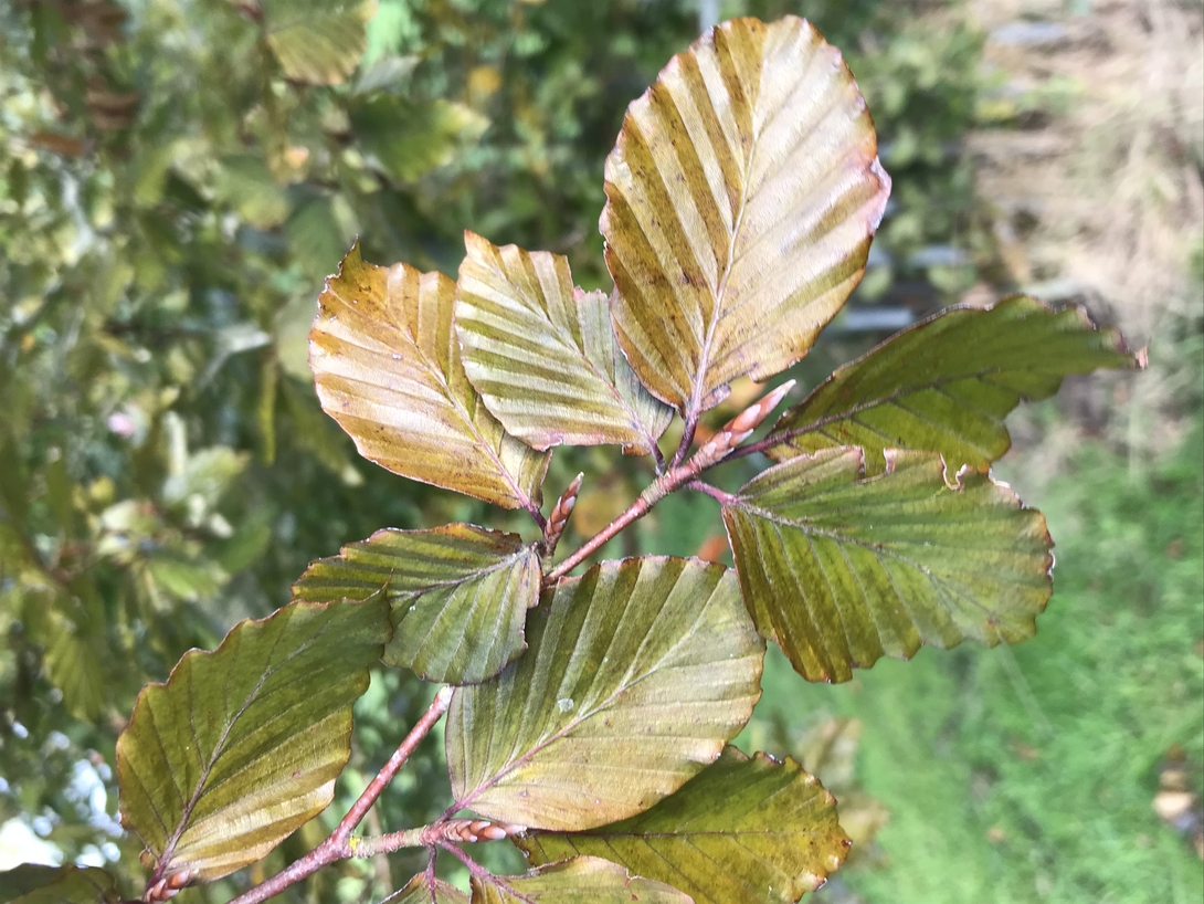 Château des Arcis - Les Bosquets des chevreuils - Fagus sylvatica Zlatia - Hêtre zlatia (or)