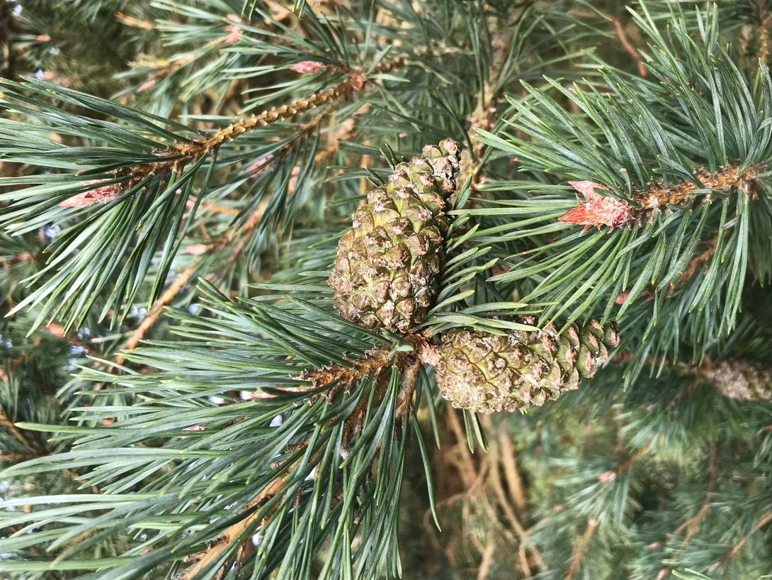 Château des Arcis - Les Bosquets des chevreuils - Pinus sylvestris - Pin sylvestre