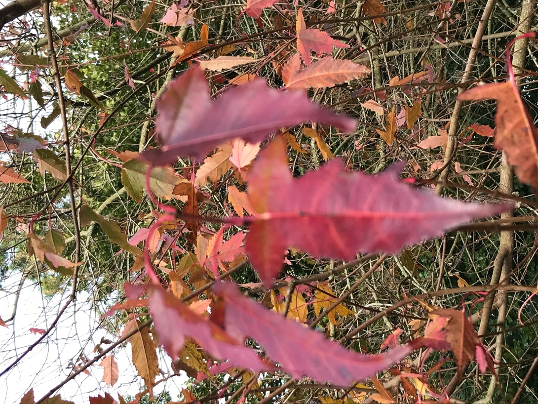 Château des Arcis - Les Bosquets des chevreuils - Acer ginnala - Érable du fleuve amour