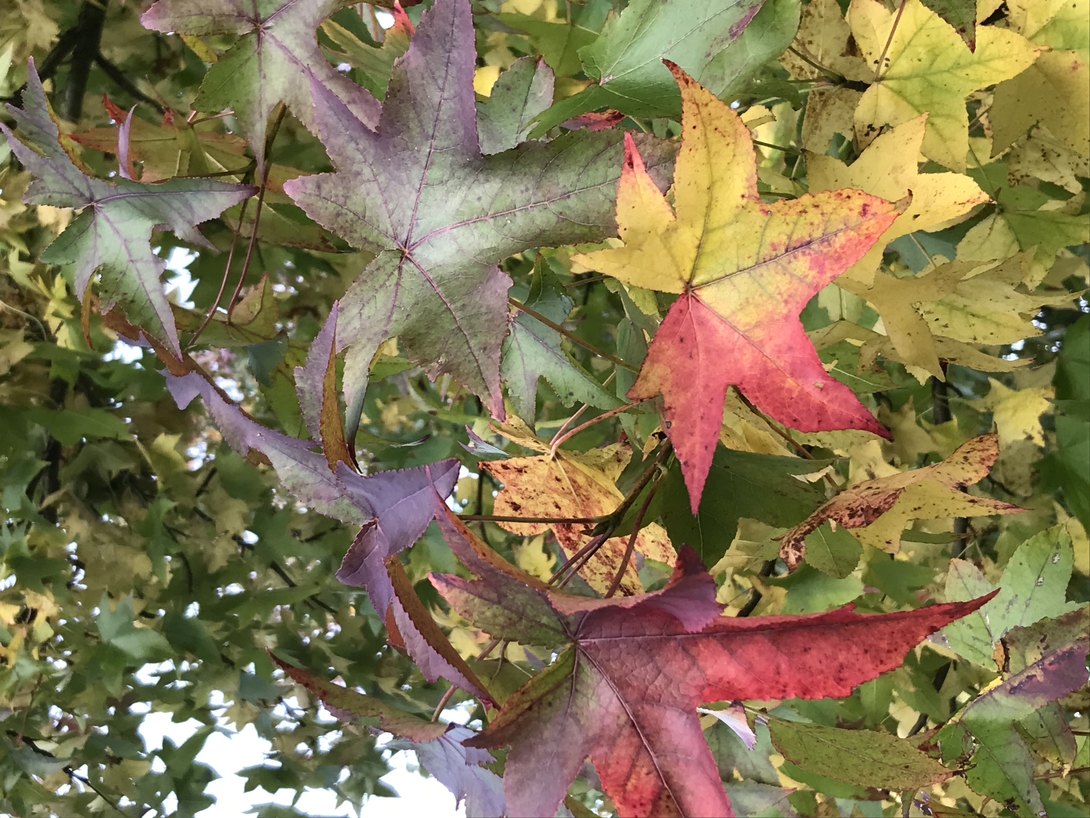 Château des Arcis - Les Bosquets des chevreuils - Liquidambar styraciflua - Copalme d'amérique