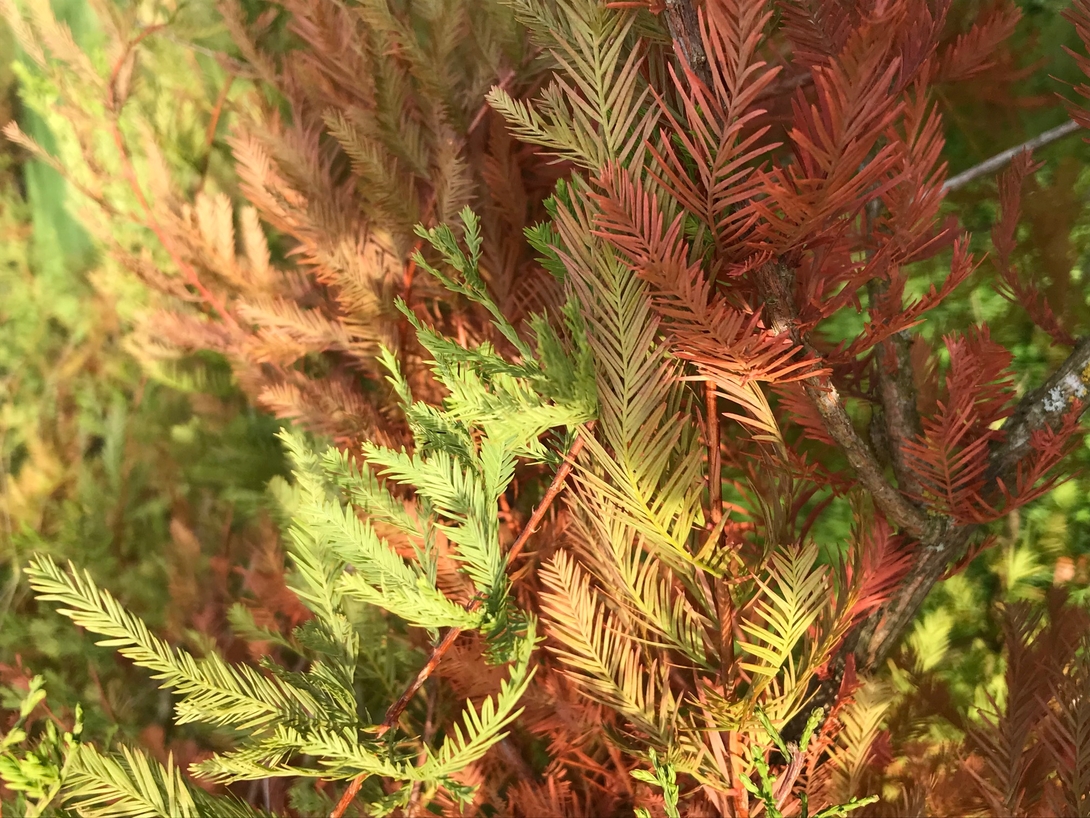 Château des Arcis - Les Bosquets des chevreuils - Taxodium distichum - Cyprès chauve