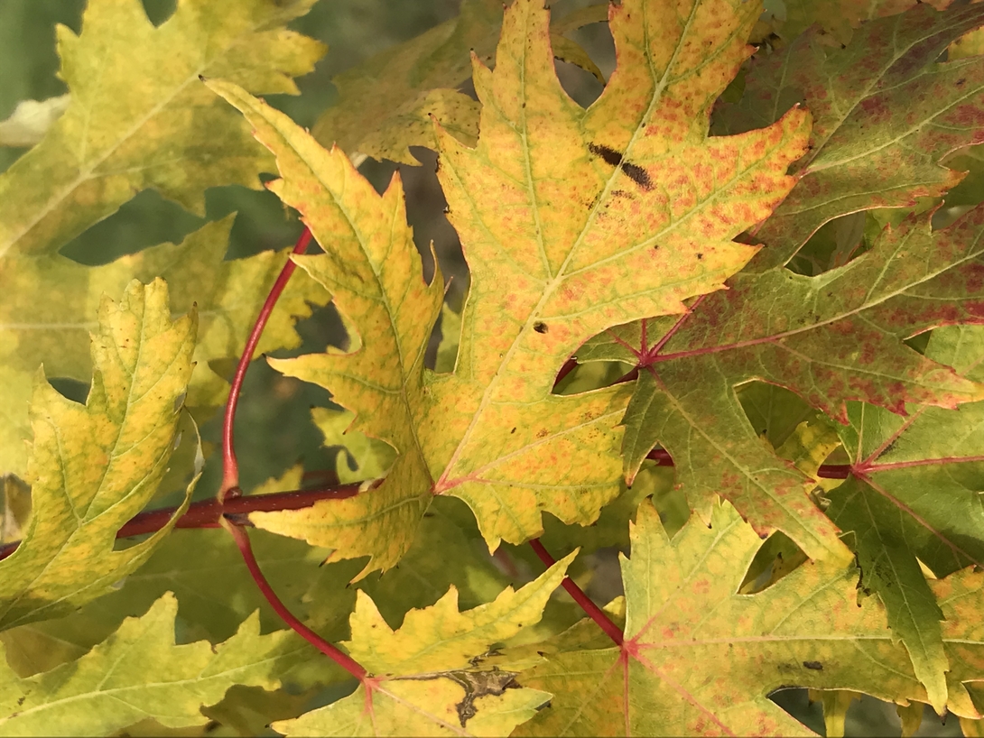 Château des Arcis - Les Bosquets des chevreuils - Acer saccharinum laviniatum Wieri - Érable argenté Wieri      