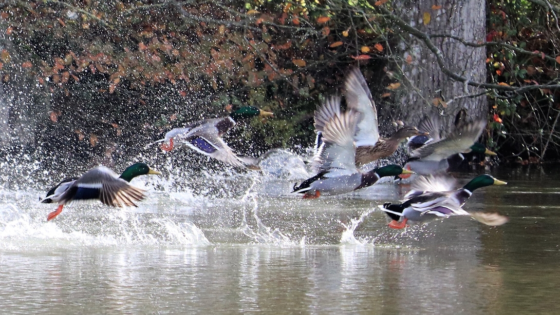 Château des Arcis - Rive des oiseaux - envol de canards col vert