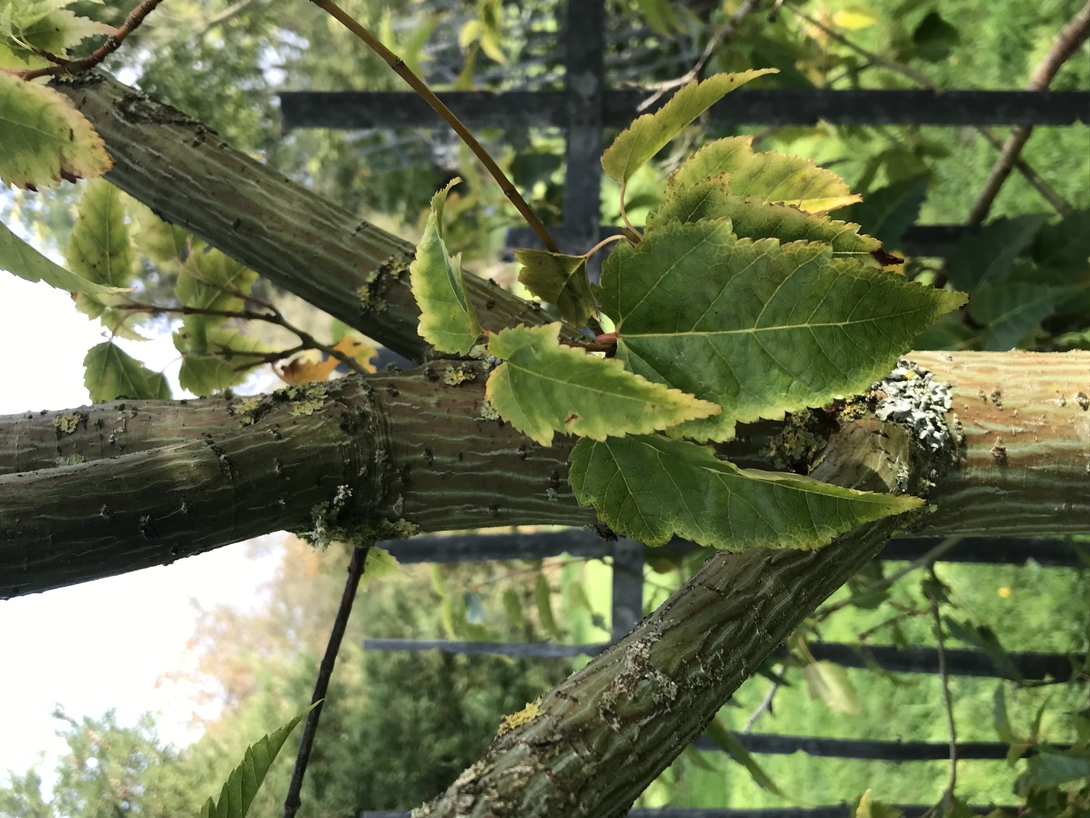 Château des Arcis - Les Bosquets des chevreuils - Acer davidiii - Érable de david